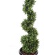 BOXWOOD NEW SPIRALE FINE