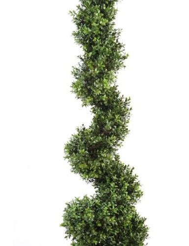 BOXWOOD NEW SPIRALE FINE