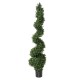 BOXWOOD NEW SPIRALE FINE