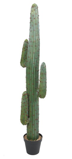 CACTUS MEXICO GR