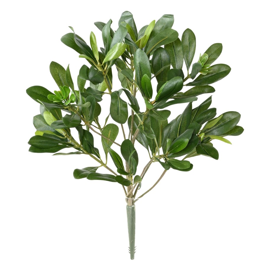 PITTOSPORUM PLANT 38