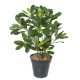 PITTOSPORUM PLANT 38