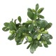 PITTOSPORUM PLANT 38