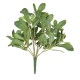 PITTOSPORUM PLANT 38