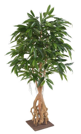 FICUS ROOT LONGIFOLIA