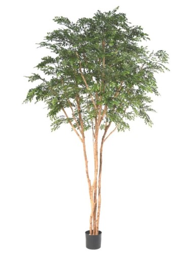 BUCIDA TREE 330 LUXE