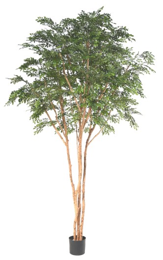 BUCIDA TREE 330 LUXURY
