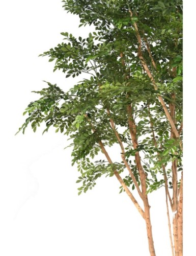 BUCIDA TREE 330 LUXE