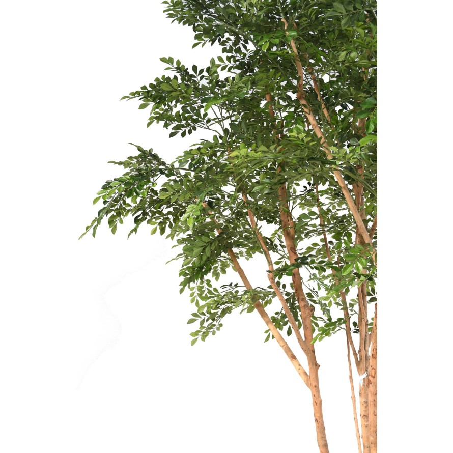 BUCIDA TREE 330 LUXURY