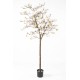 MAGNOLIA FLOWER JAPANESE TULIP TREE
