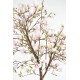 MAGNOLIA FLOWER JAPANESE TULIP TREE