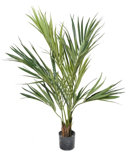 KENTIA PALM 130