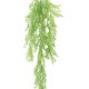 RHIPSALIS MINI CHUTE