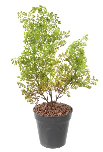 BUXUS PIQUET