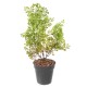 BUXUS PIQUET