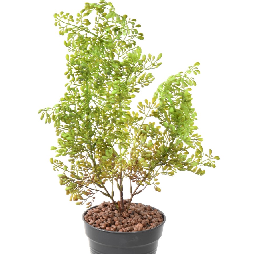 BUXUS PIQUET