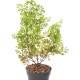 BUXUS PIQUET