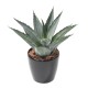 ARTIFICIAL AGAVE IN BOLL
