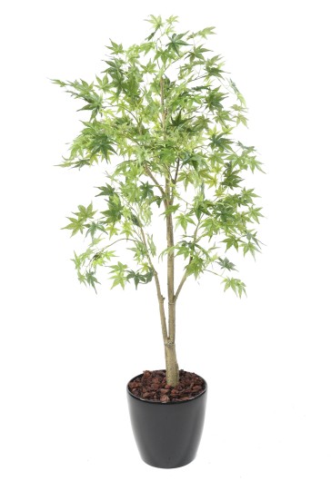 ARALIA EN BOLL