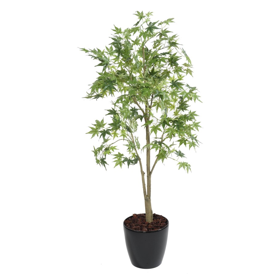 ARALIA EN BOLL