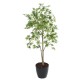 ARALIA EN BOLL