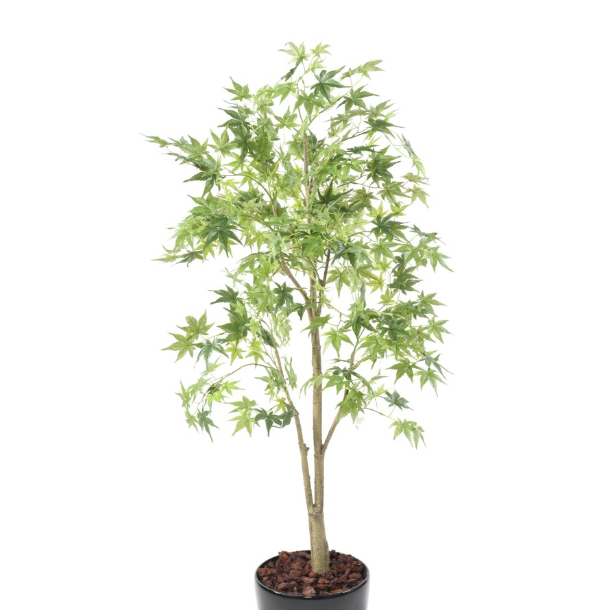 ARALIA EN BOLL