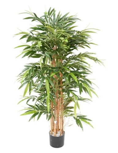 BAMBOO BUSH ECO