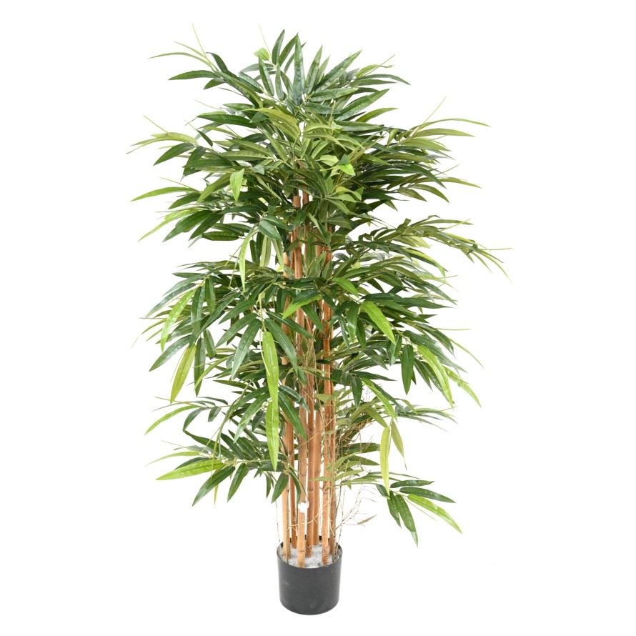 BAMBOO BUSH ECO