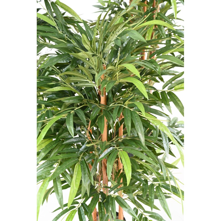 BAMBOO BUISSON ECO