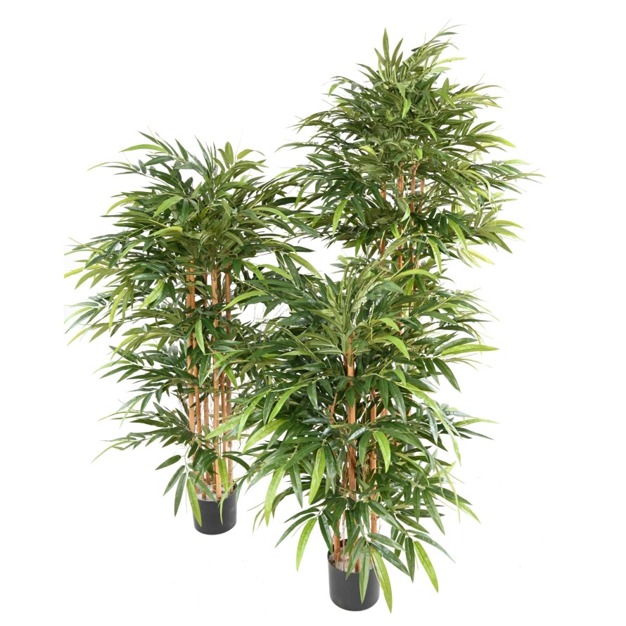 BAMBOO BUISSON ECO