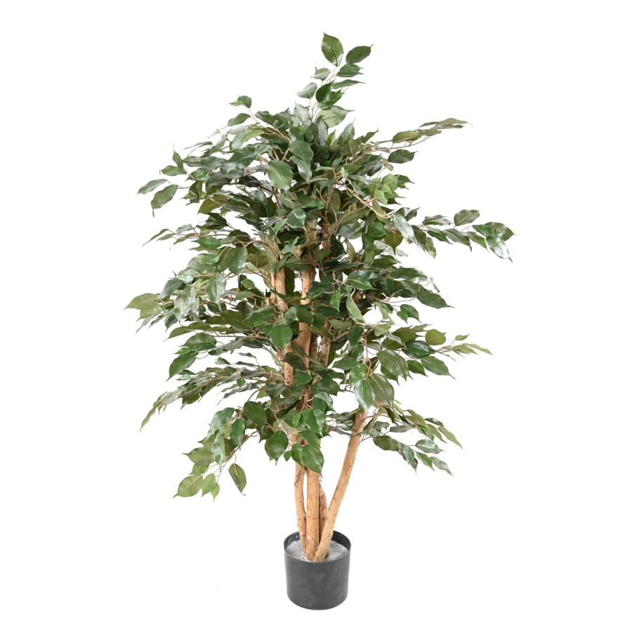 FICUS BENJAMINA ECO