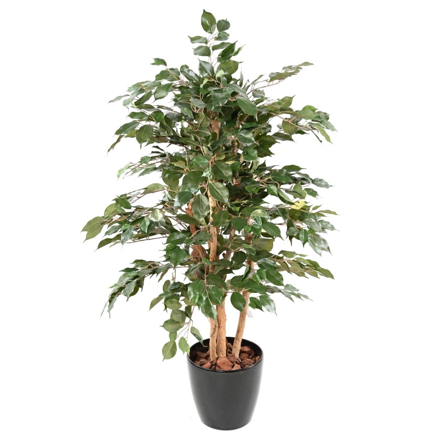 FICUS BENJAMINA ECO