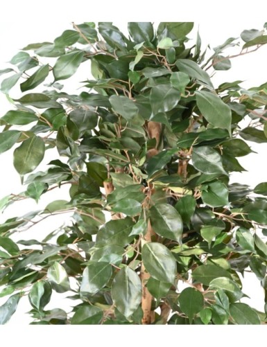 FICUS BENJAMINA ECO