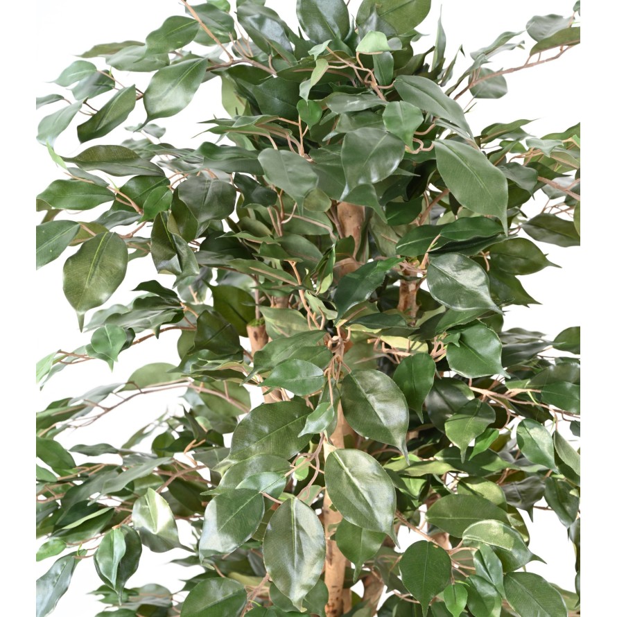 FICUS BENJAMINA ECO