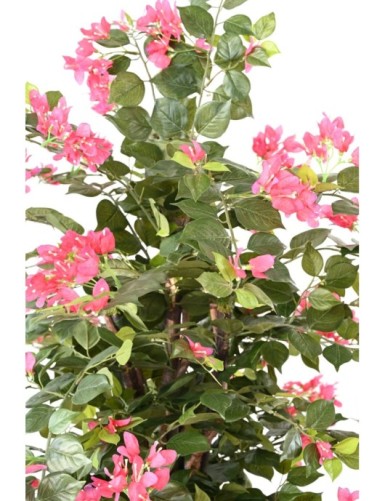 BOUGAINVILLEA ECO