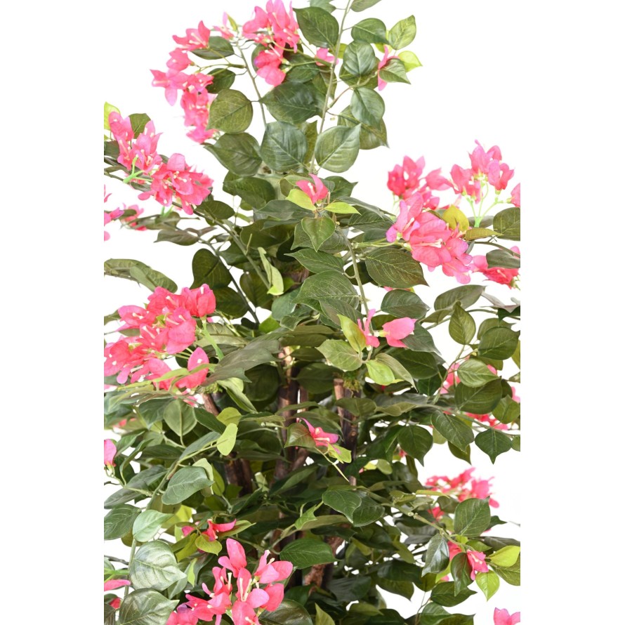 BOUGAINVILLEA ECO