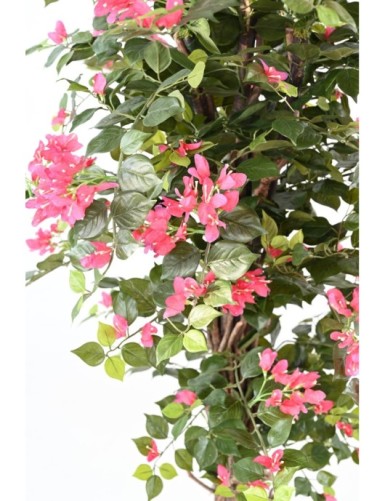 BOUGAINVILLEA ECO