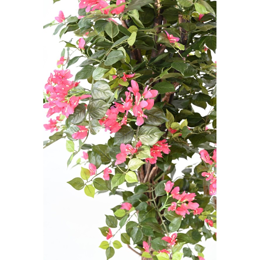 BOUGAINVILLEA ECO