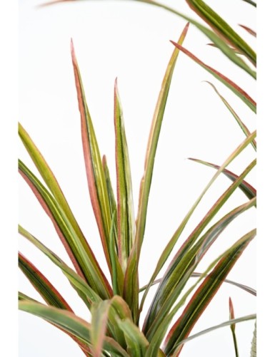 DRACAENA