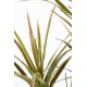 DRACAENA