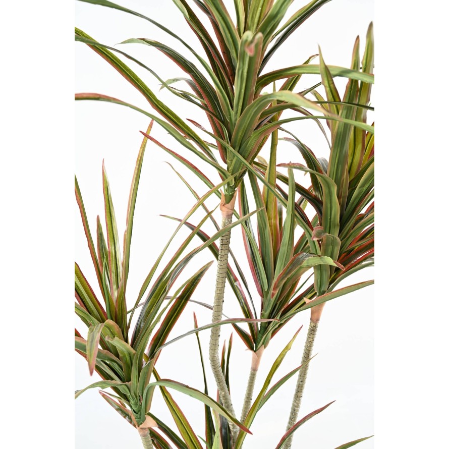 DRACAENA