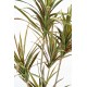 DRACAENA