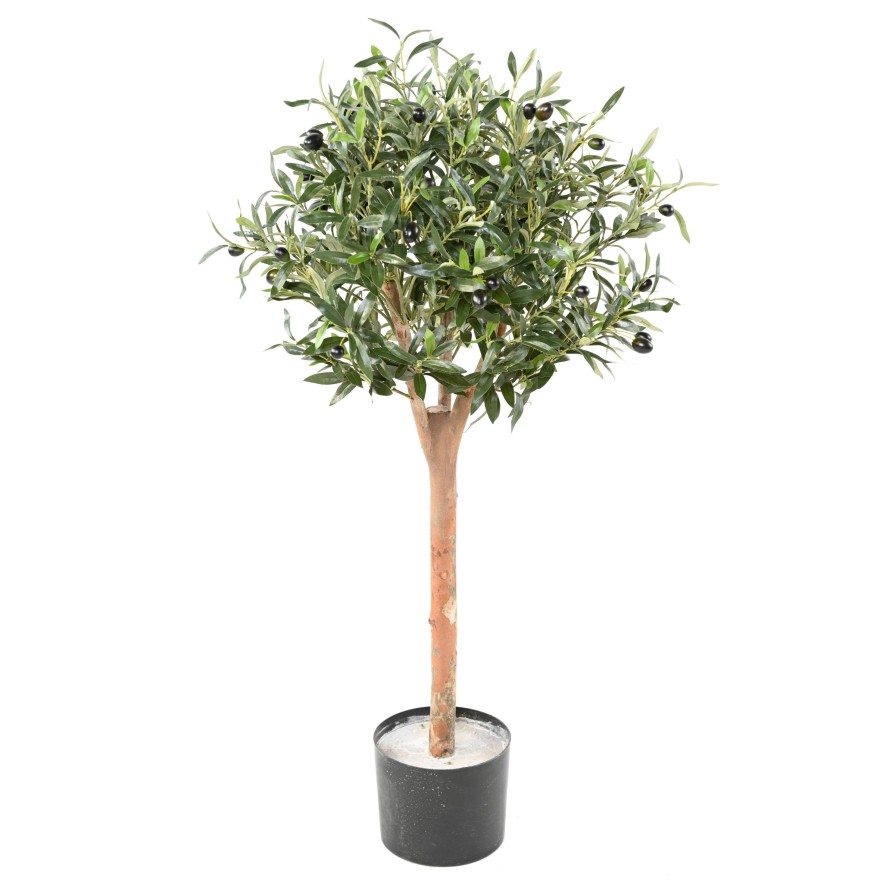 OLIVE TREE ECO