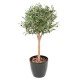 OLIVE TREE ECO