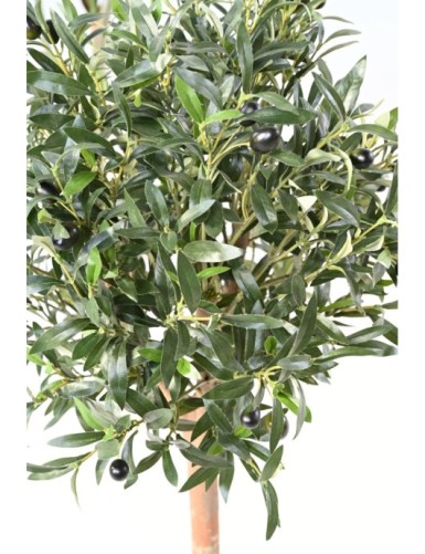 OLIVE TREE ECO