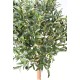 OLIVE TREE ECO