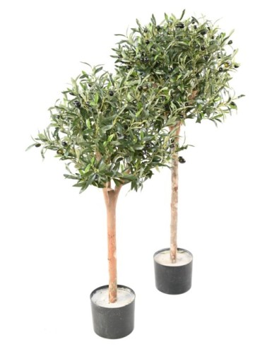 OLIVE TREE ECO