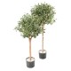 OLIVE TREE ECO