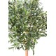 OLIVE TREE ECO