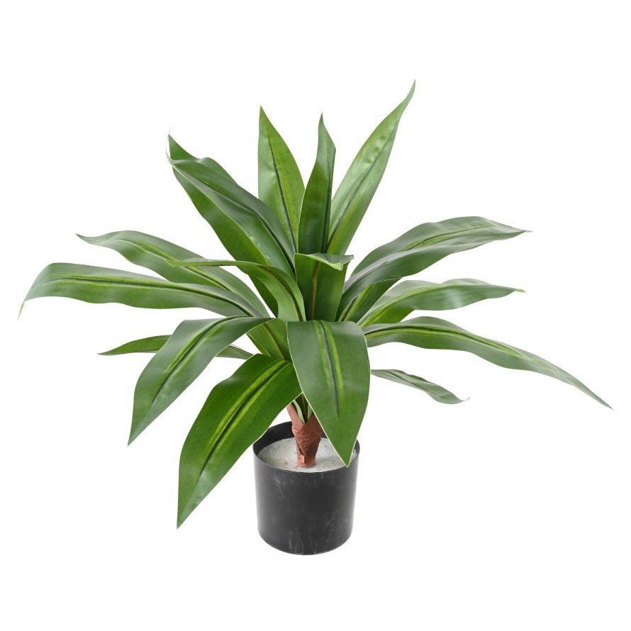 DRACAENA LARGE